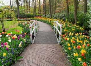 Tranh 3D Lối Đi Đường Hoa